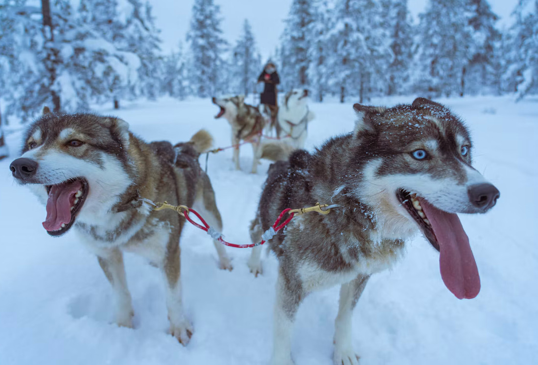 Husky dogs on a snowy trail in Finnish Lapland