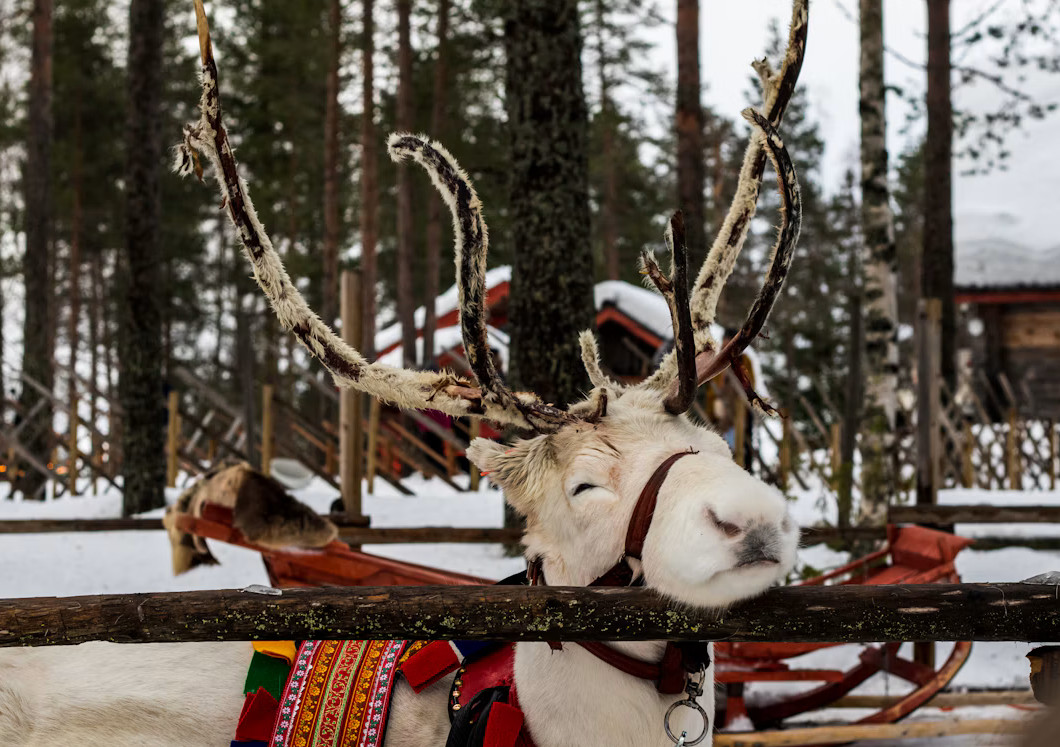 Reindeer in a snowy winter landscape in Rovaniemi, Finland