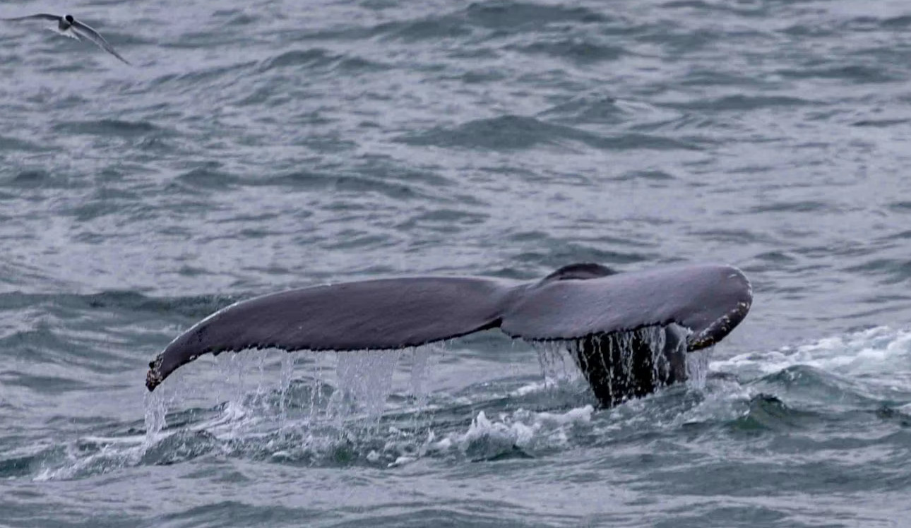 Humpback whale tail above the sea near Húsavík, Iceland